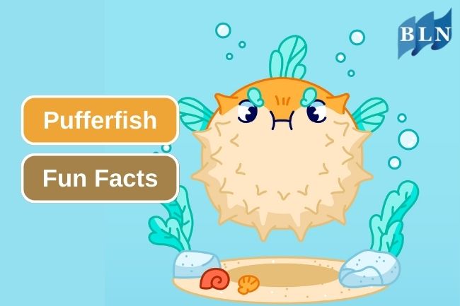 6 Pufferfish Fun Facts You Need to Know